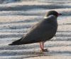 [Rock Pratincole]