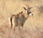 [Roan Antelope]