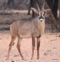 [Roan Antelope]