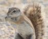 [South African Ground Squirrel]