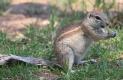 [South African Ground Squirrel]