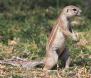 [South African Ground Squirrel]