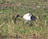 [Sacred Ibis]