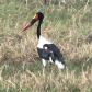 [Saddle-billed Stork]