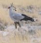 [Secretarybird]