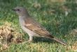 [Southern Grey-headed Sparrow]