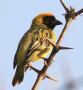 [Southern Masked Weaver]