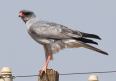 [Southern Pale Chanting Goshawk]