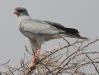 [Southern Pale Chanting Goshawk]