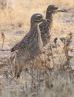 [Spotted Thick-knee]