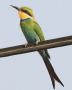 [Swallow-tailed Bee-eater]