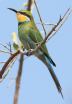 [Swallow-tailed Bee-eater]