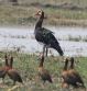 [Spur-winged Goose]