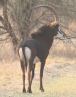 [Sable Antelope]