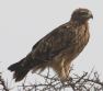 [Tawny Eagle]