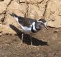 [Three-banded Plover]