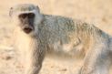 [Vervet Monkey]