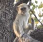 [Vervet Monkey]