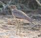[Water Thick-knee]