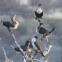 [White-breasted Cormorant]