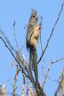 [White-backed Mousebird]