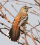 [White-browed Scrub Robin]