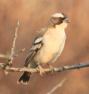 [White-browed Sparrow-Weaver]