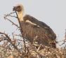 [White-backed Vulture]