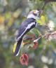 [White-crested Helmet Shrike]