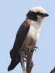[White-crowned Shrike]