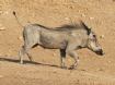 [Common Warthog]