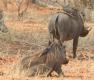 [Common Warthog]