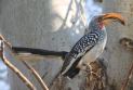 [Yellow-billed Hornbill]