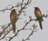 [Yellow-billed Oxpecker]