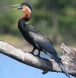 [African Darter]