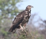 [African Fish-Eagle]