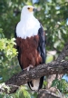[African Fish-Eagle]