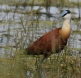 [African Jacana]