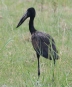 [African Openbill]