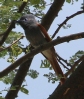 [African Paradise Flycatcher]