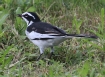 [African Pied Wagtail]