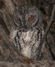 [African Scops Owl]