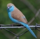 [Blue-breasted Cordon Bleu]