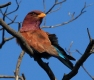 [Broad-billed Roller]