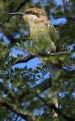 [Blue-cheeked Bee-eater]