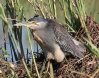 [Black-crowned Night-Heron]