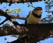 [Black-chested Prinia]