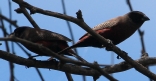 [Black-cheeked Waxbill]