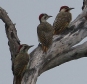 [Bearded Woodpacker]