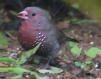 [Brown Fire Finch]